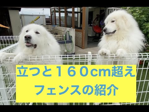 Introducing the fence Great Pyrenees standing over 160cm - YouTube