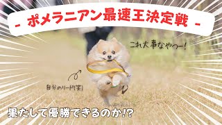 ポメラニアン最速王決定戦】優勝目指して、愛犬と50m駆け抜けた結果