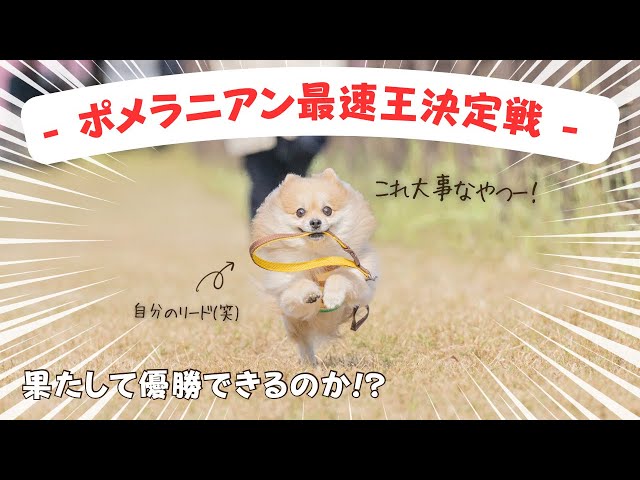 ポメラニアン最速王決定戦】優勝目指して、愛犬と50m駆け抜けた結果
