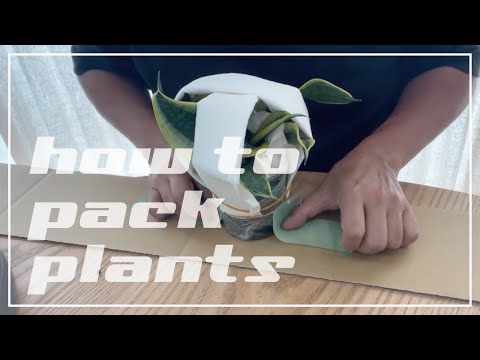 植物の梱包方法について解説 - YouTube