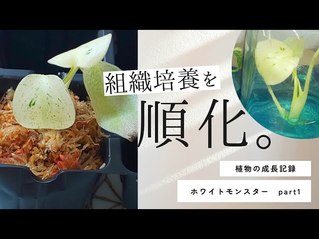 caring for houseplants) Acclimating tissue-cultured seedlings