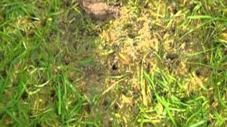 バロネス スポットシーダー・スパイカー 組立要 | 芝生のことなら