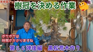 盆栽】第56弾後編 そびえ立つ黒松の荒木作り【樹冠を決める作業