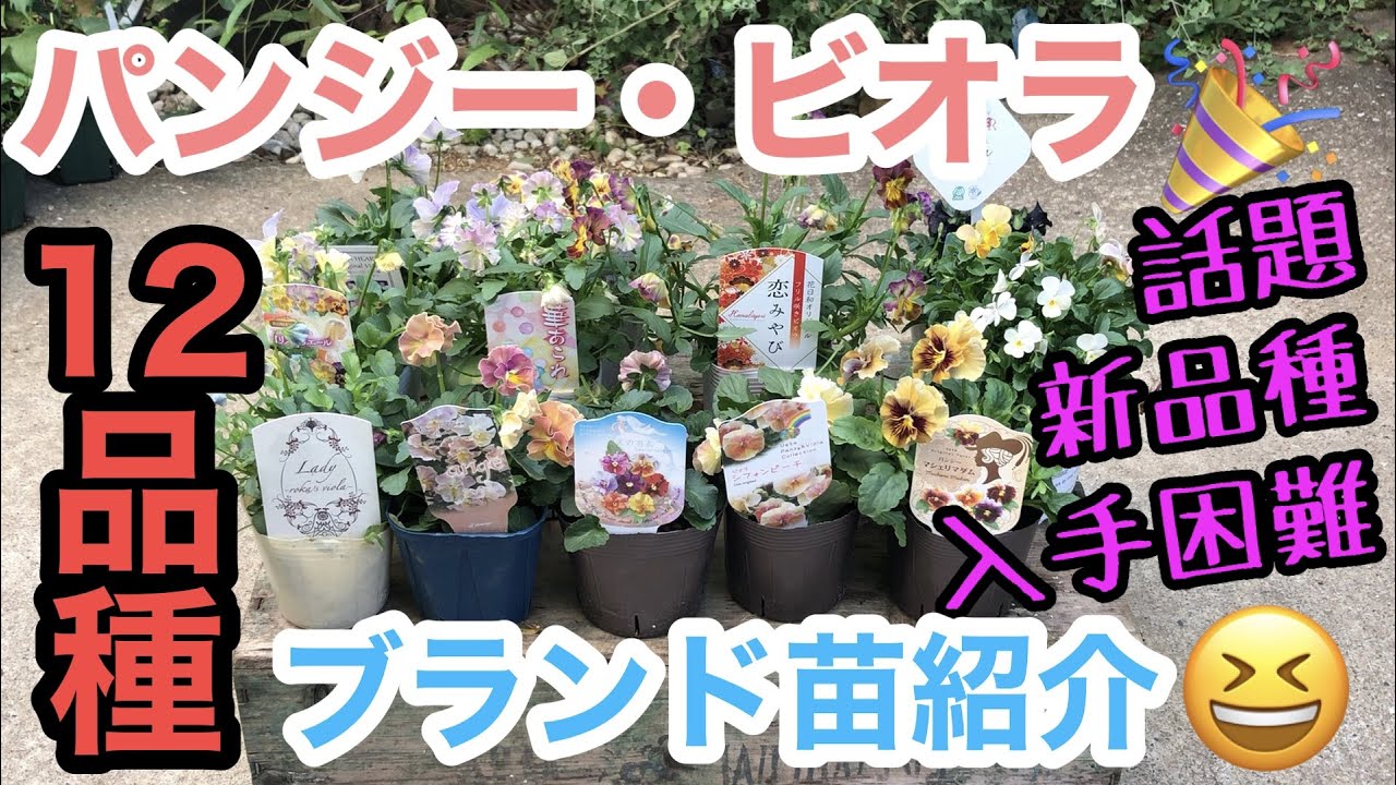 Pansy and Viola Special] We've gathered the most popular brand