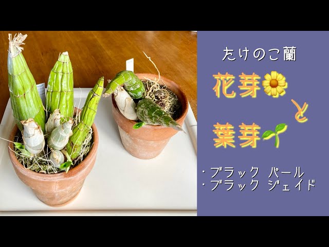 2024年2月24日 たけのこ蘭【花芽と葉芽🌱】 少しずつ水やり開始