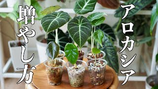 Alocasia] Propagation Methods & Answers to Frequently Asked