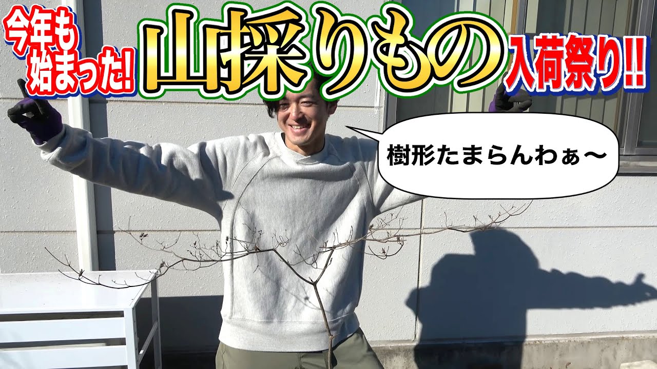 Well-aged] Don't miss out on this season's stock of wild-picked