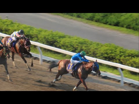 現地】2024 Jpn1 さきたま杯 レモンポップ 坂井瑠星 【浦和競馬場