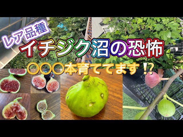 Fig Variety Introduction] I got stuck in a swamp and before I knew