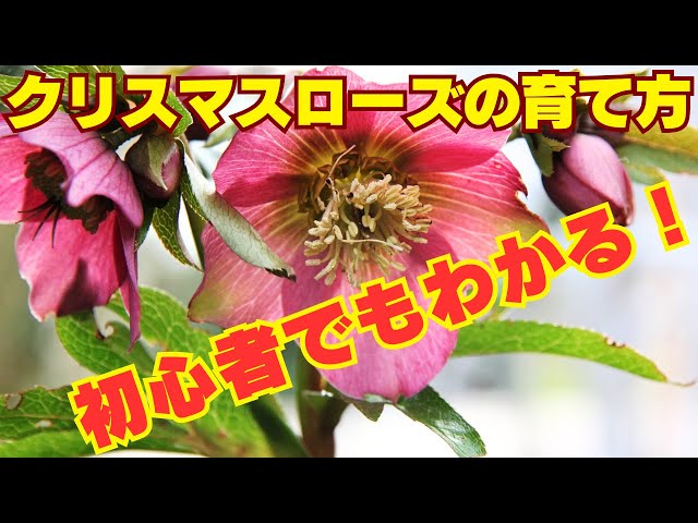 How to grow Christmas roses in winter 2025: Choosing the plant