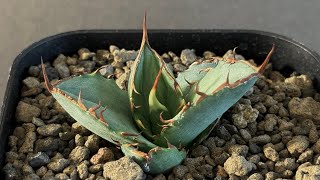 アガベ・チタノタ FO076/オテロイ(芽)006｜agave titanota FO-076