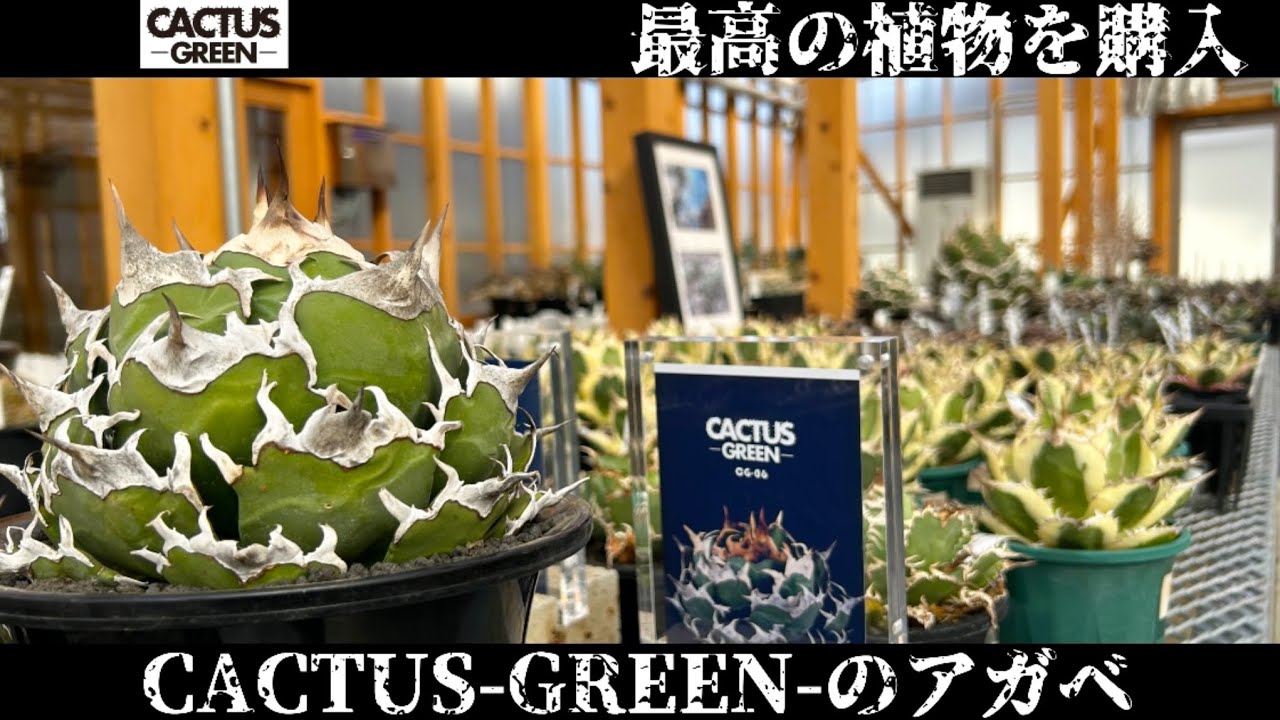 CACTUS GREEN] We'll show you our rare Agave varieties! What did