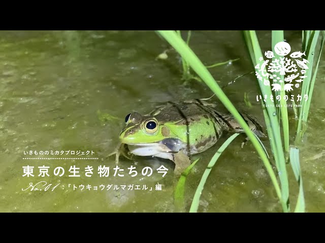No.01 トウキョウダルマガエル編／東京の生き物たちの今 - YouTube