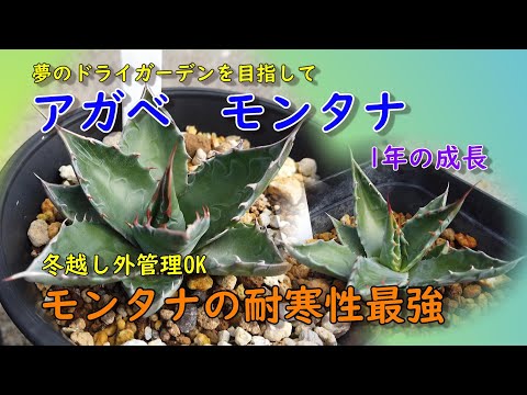 夢のドライガーデン】無敵 アガベ・モンタナ 1年の成長記録 冬越し外管