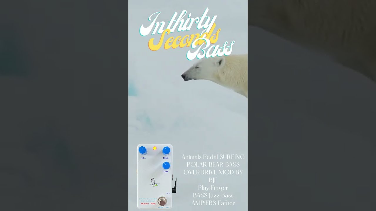 in30seconds_lep #animalspedal Animals Pedal SURFING POLAR BEAR