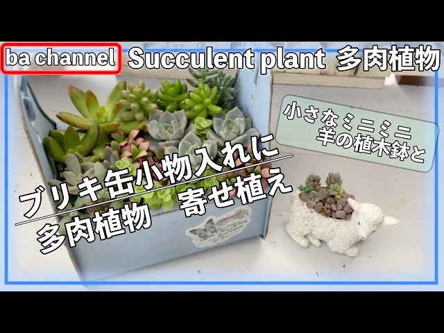247 {Succulents} Tin can🛢 Plant succulents in a small storage