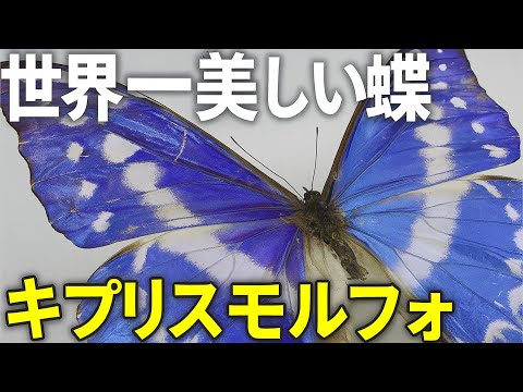 世界一美しい蝶】キプリスモルフォ標本紹介 - YouTube