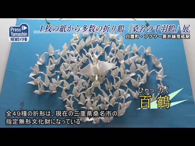 1枚の紙から多数の折り鶴「桑名の千羽鶴」展 白鷹町・フラワー長井線