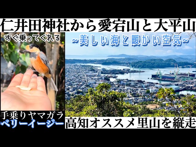 ヤマガラと触れ合える【愛宕山と大平山】 - YouTube