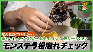 モンステラ・デリシオーサ 'ミラクル (タイコンステレーション トリ