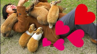 One Night Stay at Rabbit Island in Japan - YouTube