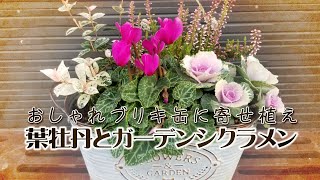 お手軽に寄せ植え】ブリキ缶にガーデンシクラメンと葉牡丹で可愛く寄せ