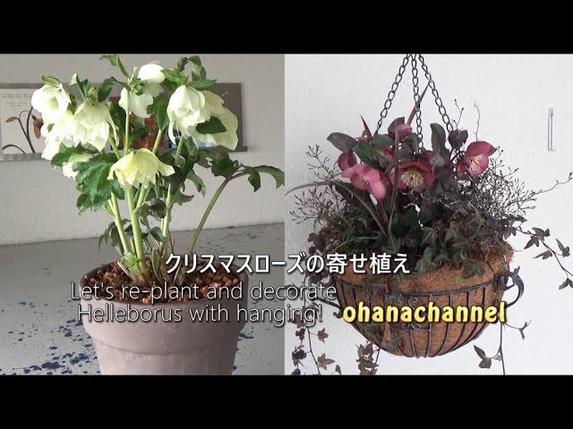 Let's Re-plant and Decorate Helleborus with hanging♪ - YouTube