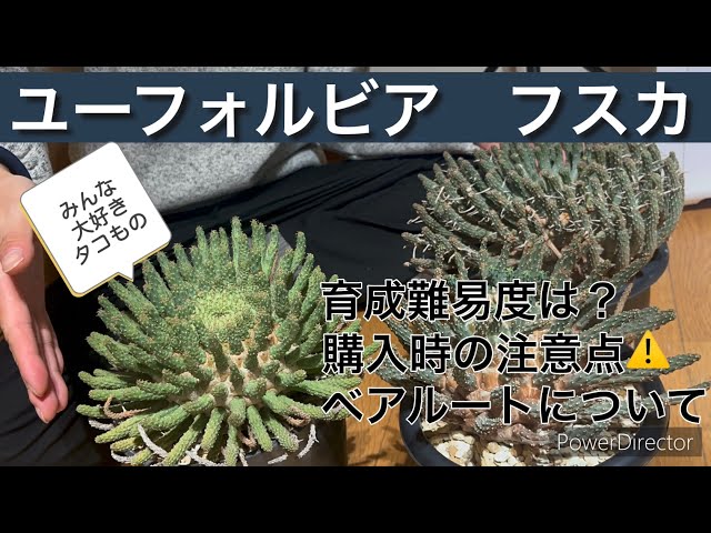 Euphorbia fusca - it's difficult to grow - YouTube