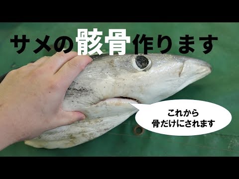 世界一美しいサメ、ヨシキリザメの頭骨標本の製作が結構大変だった件