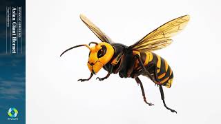 RG004 リボジオ オオスズメバチ (再販)｜リボジオ｜海洋堂