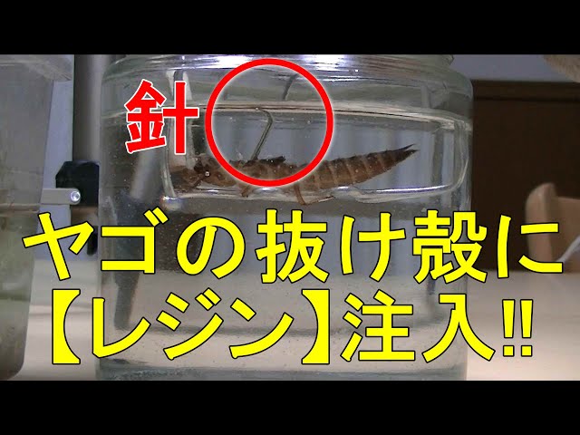 ヤゴの樹脂標本を作る！抜け殻にレジンを注入、新たな工作！？《遊虫部