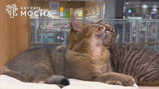 AEON Mall Higashikurume｜猫カフェ MOCHA(モカ)