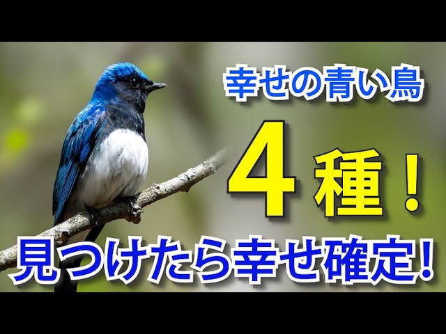 見つけたら幸せ確定》日本で見られる青い鳥を5種解説！見つけ方・撮り
