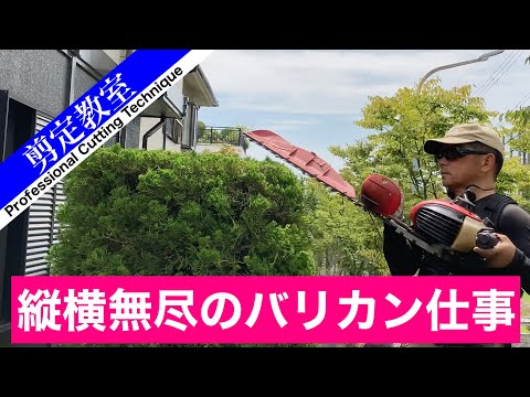 Cut your Kaizuka hedge vertically and horizontally with scissors