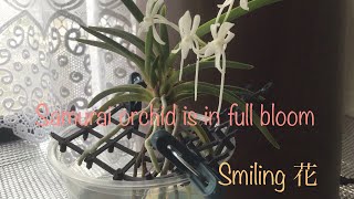 富貴蘭咲きました♪花芽から満開まで(^-^)Samurai Orchid is in full