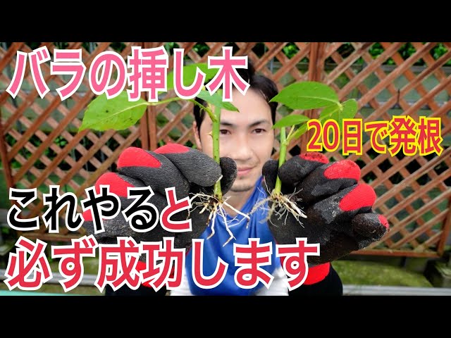 How to Propagate Roses] We will explain how to take cuttings in