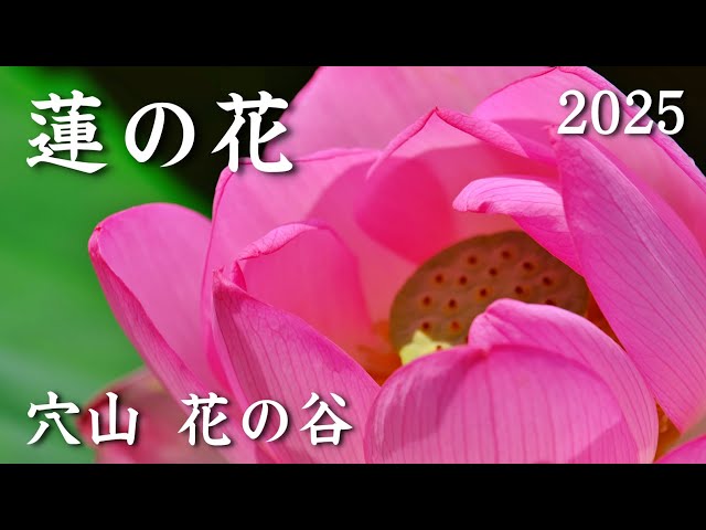 蓮の花が見ごろ 穴山 花の谷 2025 韮崎市 | Lotus flowers in full