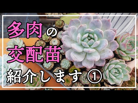 多肉植物の交配苗紹介 - YouTube