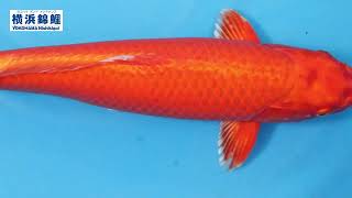 横浜錦鯉】オレンジ黄金(新潟県・丸堂養鯉場産)50㎝ - YouTube