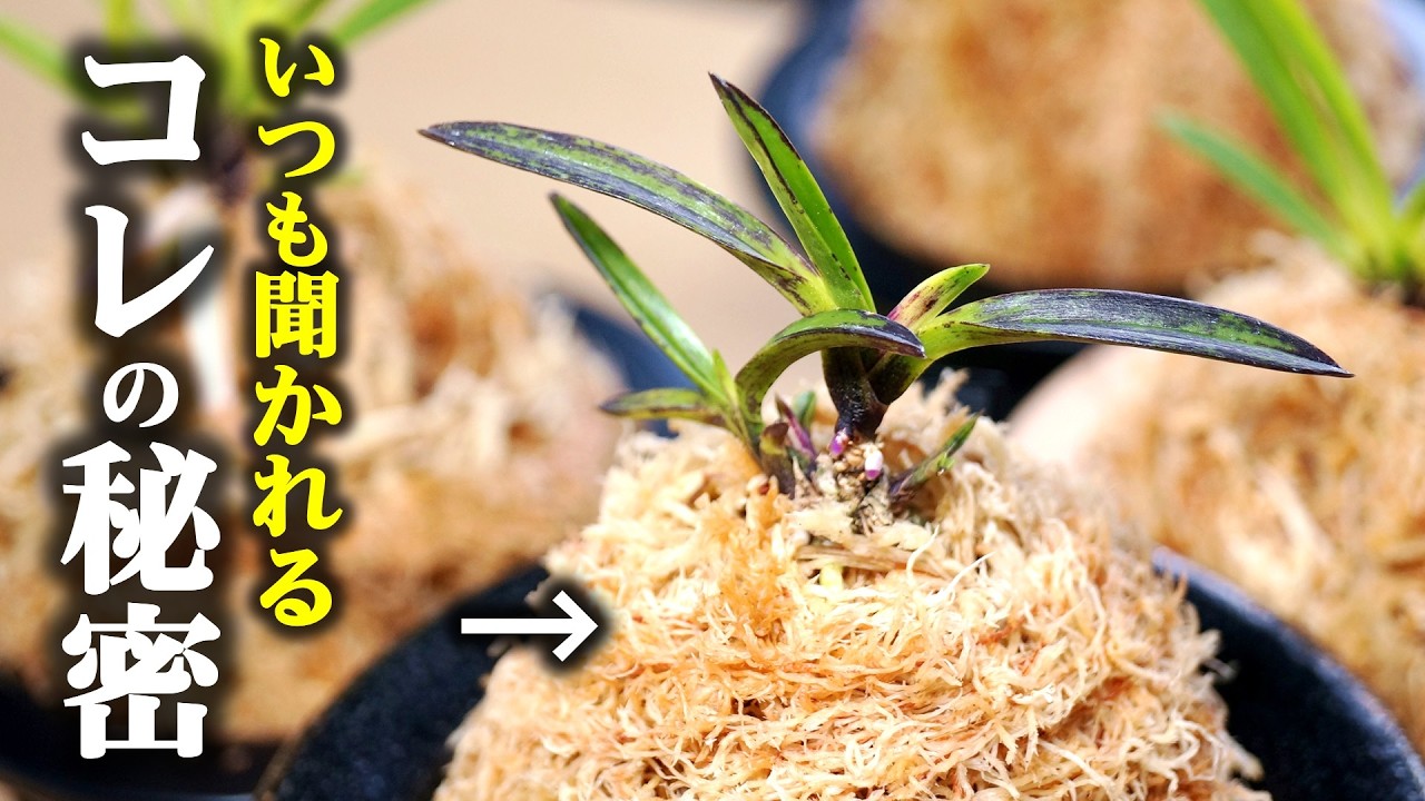 フウラン】大株の植え替え〜青野文和さん編 - YouTube