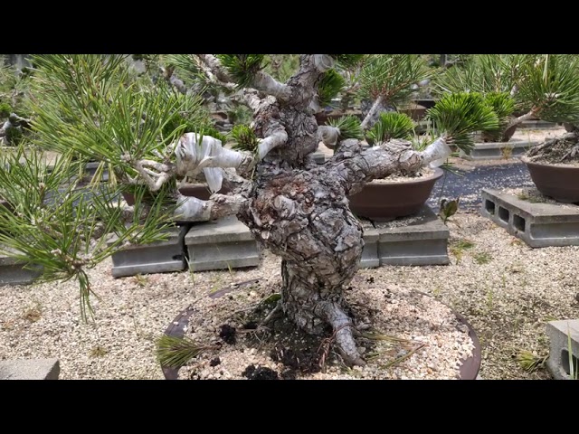 松盆栽の産地から·····千寿丸 千寿姫 衣替え農場 樹高60～80センチの