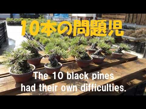 盆栽工房 春嘉 - YouTube