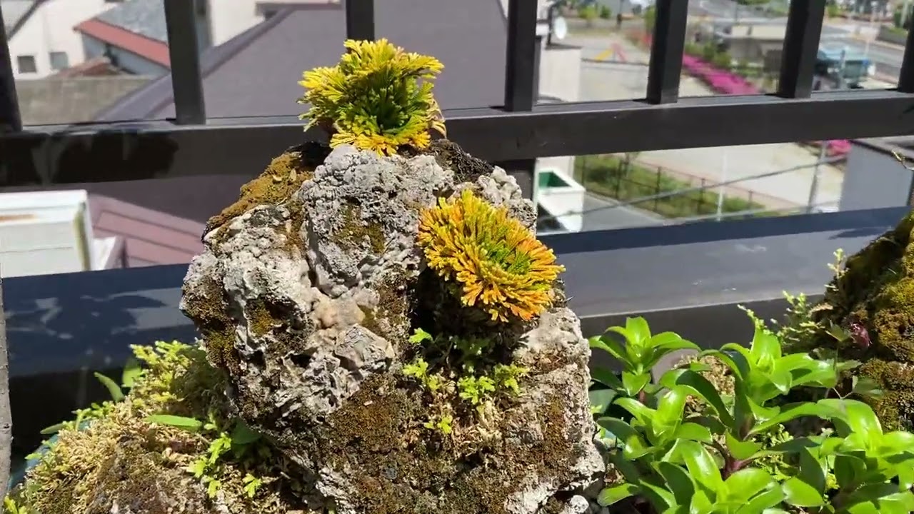 イワヒバ(岩松) 水石付き 2023.5.2 - YouTube