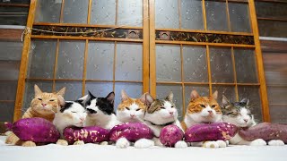 さつまいも のせ猫 241216 - YouTube