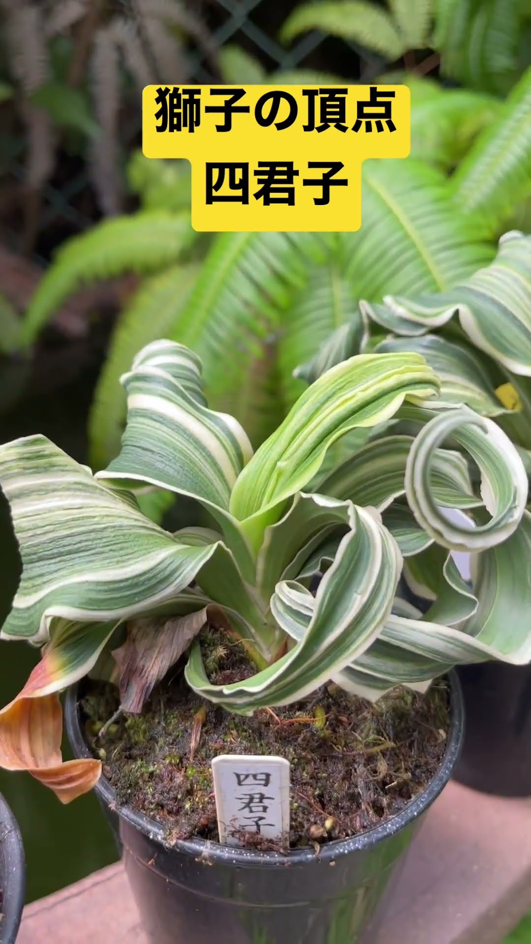 ☆獅子の頂点☆【最高人気・四君子】とんでもない万年青の変化！縞覆輪