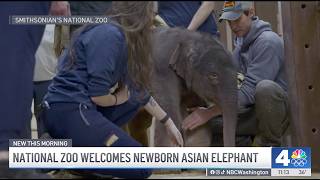 National Zoo welcomes newborn elephant | NBC4 Washington - YouTube