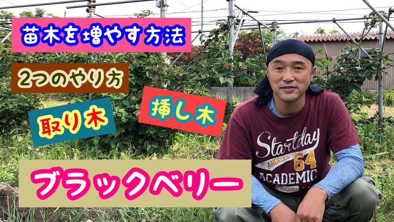 Two ways to propagate blackberry seedlings: layering and cuttings