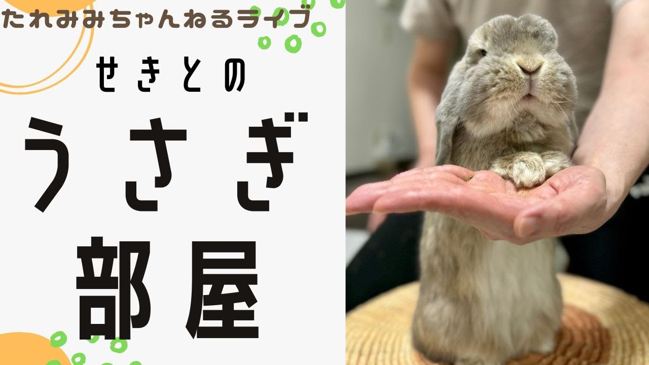 taremimi channel - YouTube