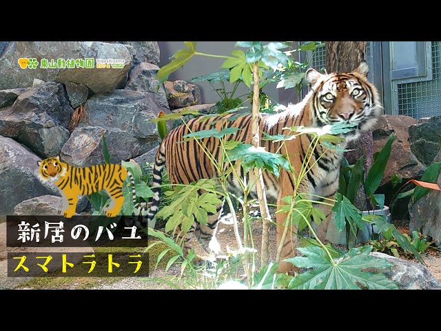 東山動植物園公式】新居のバユ《 スマトラトラ トラ 》 - YouTube