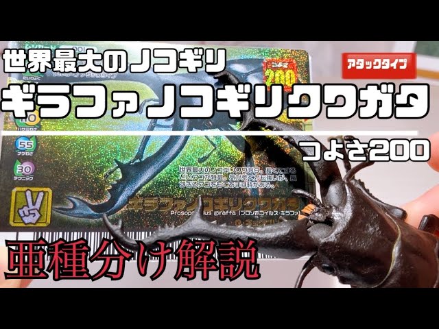 ムシキング】ギラファノコギリクワガタ亜種について話すだけ。 - YouTube